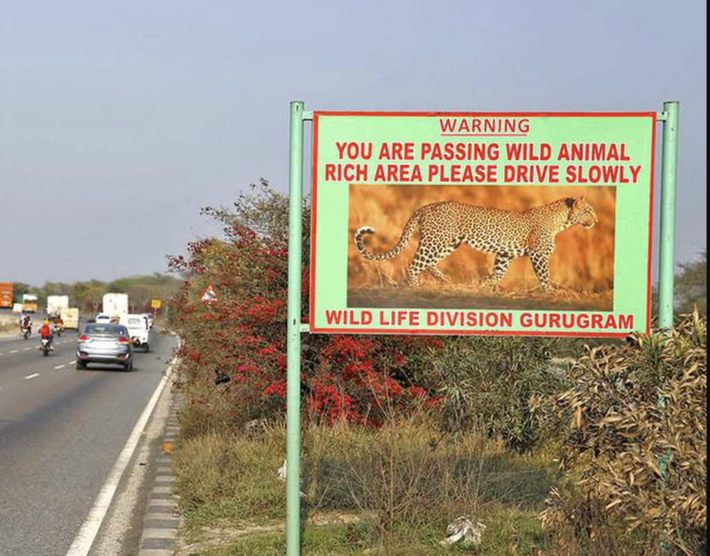 Gurugram Highways To Get Wildlife Corridor To Protect Animals